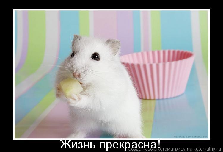 Жизнь прекрасна!... Котоматрица: Жизнь прекрасна!