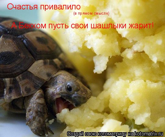 Счастья привалило (в прямом смысле) А Бекхом пусть свои шашлыки жарит!... Котоматрица: Счастья привалило (в прямом смысле) А Бекхом пусть свои шашлыки жарит!