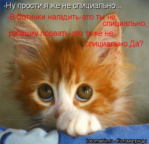-Ну прости,я же не спициально... -В ботинки нагадить-это ты не спициально, рубашку порвать-это тоже н... Котоматрица: -Ну прости,я же не спициально... -В ботинки нагадить-это ты не спициально, рубашку порвать-это тоже не спициально,Да?