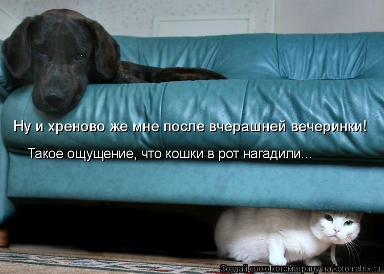 Котоматрица: Такое ощущение, что кошки в рот нагадили... Ну и хреново же мне после вчерашней вечеринки!