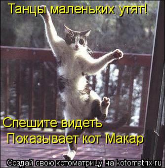 Котоматрица: Танцы маленьких утят!  Спешите видеть Показывает кот Макар