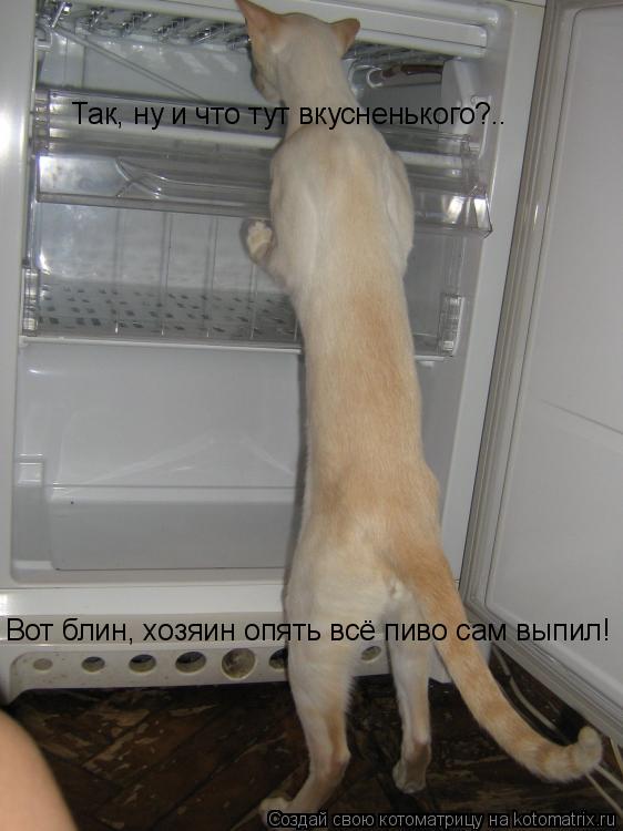 Котоматрица: Так, ну и что тут вкусненького?.. Вот блин, хозяин опять всё пиво сам выпил!