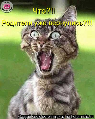 Котоматрица: Что?!! Родители уже вернулись?!!!
