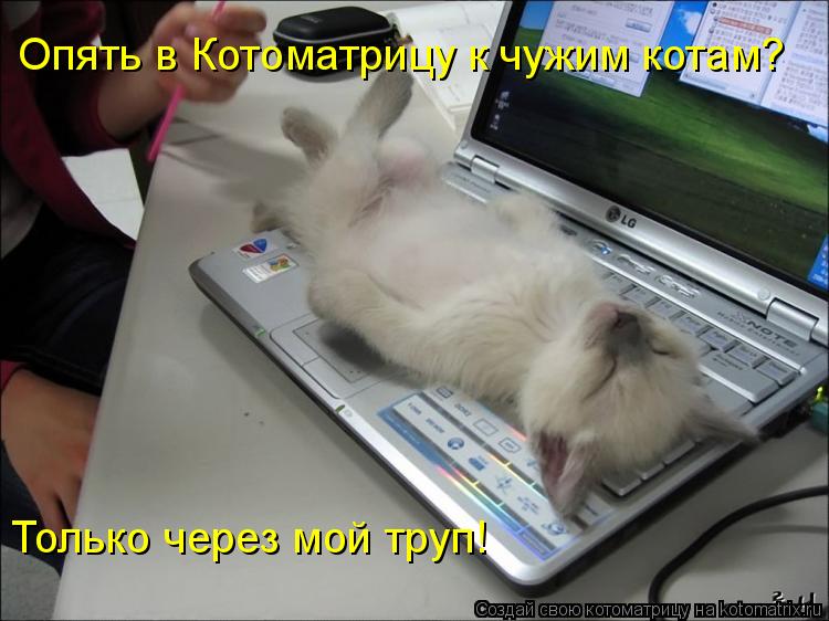 Опять в Котоматрицу к чужим котам? Только через мой труп!... Котоматрица: Опять в Котоматрицу к чужим котам? Только через мой труп!