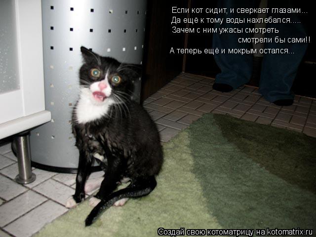 Котоматрица: Если кот сидит, и сверкает глазами... Да ещё к тому воды нахлебался..... Зачем с ним ужасы смотреть смотрели бы сами!! А теперь ещё и мокрым оста