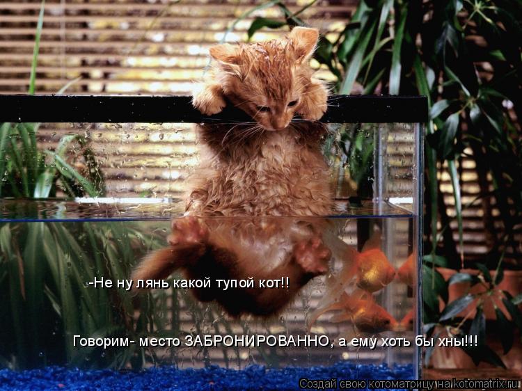 Котоматрица: -Не ну лянь какой тупой кот!! Говорим- место ЗАБРОНИРОВАННО, а ему хоть бы хны!!!