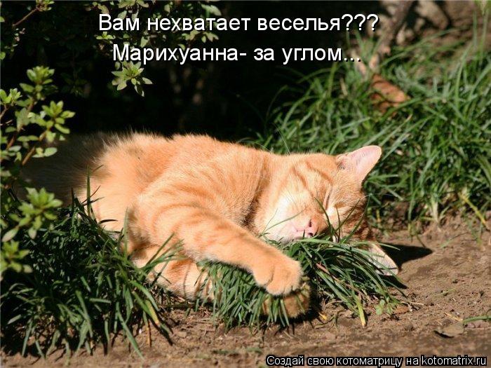 Котоматрица: Вам нехватает веселья??? Марихуанна- за углом...