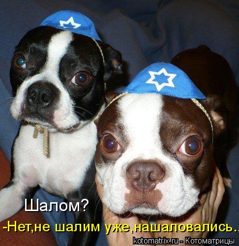 Котоматрица: -Нет,не шалим уже,нашаловались... Шалом? Шалом?