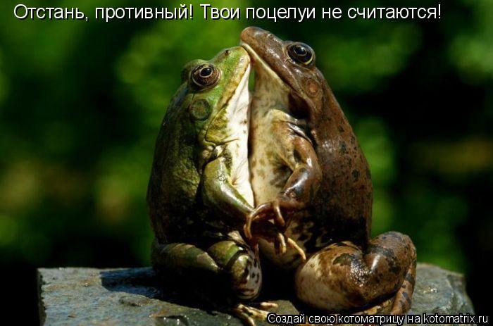 Отстань, противный! Твои поцелуи не считаются!... Котоматрица: Отстань, противный! Твои поцелуи не считаются!