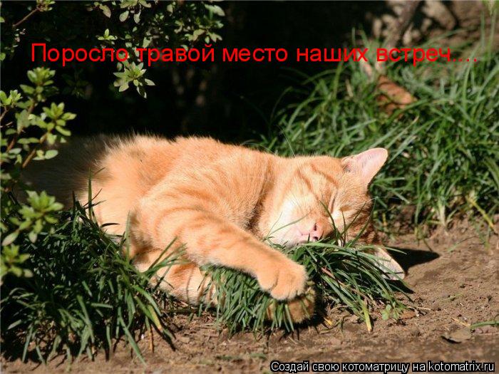 Котоматрица: Поросло травой место наших встреч....