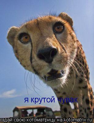 Котоматрица: я крутой чувак