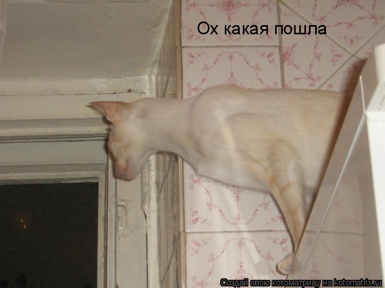 Котоматрица: Ох какая пошла
