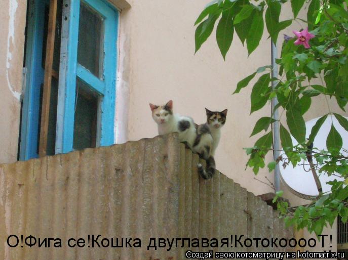 Котоматрица: О!Фига се!Кошка двуглавая!КотокооооТ!