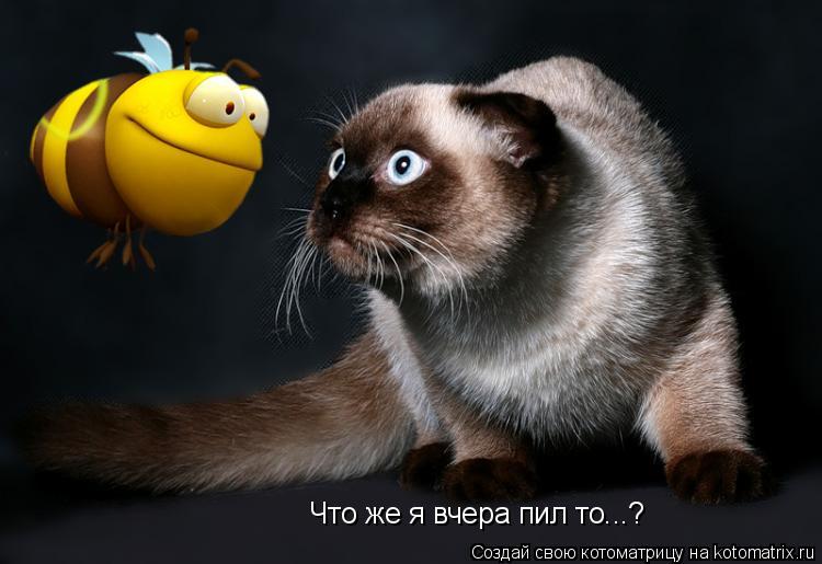 Что же я вчера пил то...?... Котоматрица: Что же я вчера пил то...?