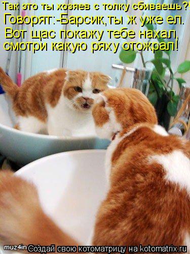 Говорят:-Барсик,ты ж уже ел. Так это ты хозяев с толку сбиваешь?! Вот щас покажу тебе нахал, смотри ... Котоматрица: Говорят:-Барсик,ты ж уже ел. Так это ты хозяев с толку сбиваешь?! Вот щас покажу тебе нахал, смотри какую ряху отожрал!