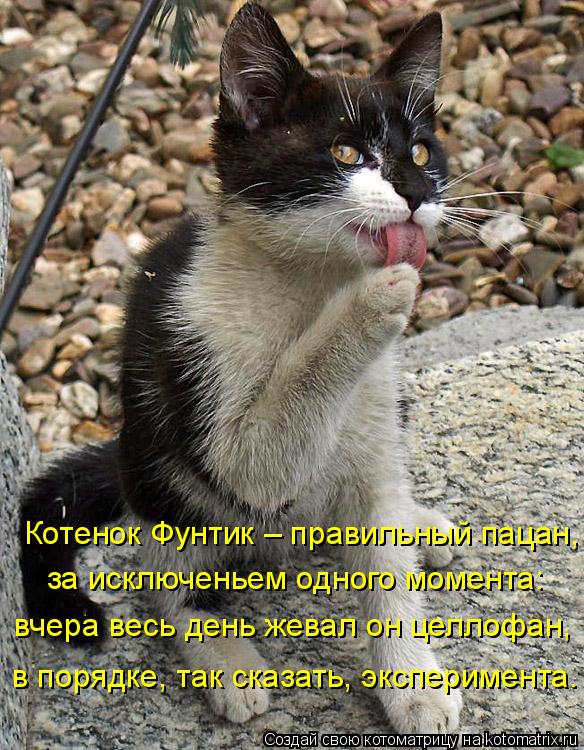 Котоматрица: Котенок Фунтик &ndash; правильный пацан, за исключеньем одного момента: вчера весь день жевал он целлофан, в порядке, так сказать, эксперимента