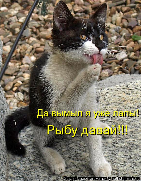 Котоматрица: Да вымыл я уже лапы! Рыбу давай!!!