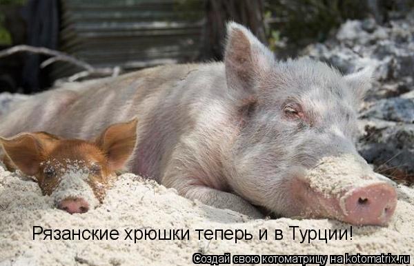 Котоматрица: Рязанские хрюшки теперь и в Турции!