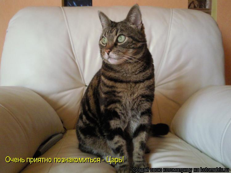 Котоматрица: Очень приятно познакомиться - Царь!