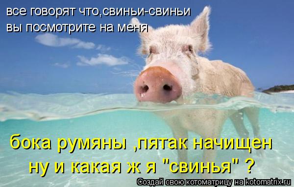 Котоматрица: все говорят что,свиньи-свиньи вы посмотрите на меня бока румяны ,пятак начищен ну и какая ж я "свинья" ?