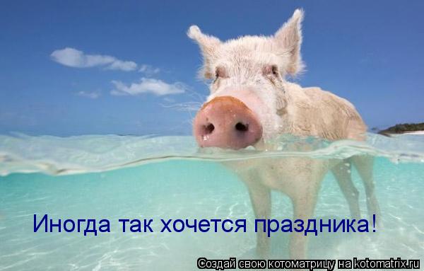 Котоматрица: Иногда так хочется праздника!