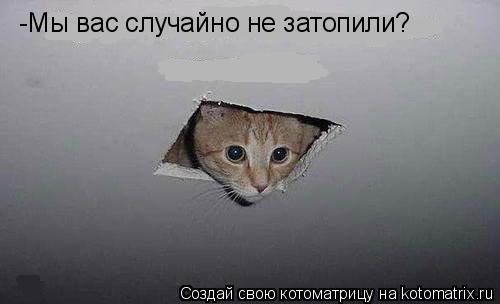 Котоматрица: -Мы вас случайно не затопили?