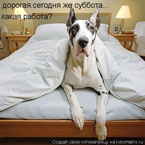 Котоматрица: дорогая.сегодня же суббота... какая работа?