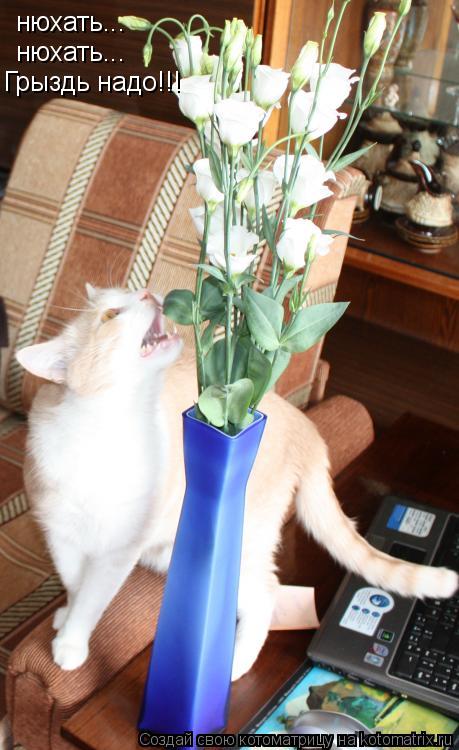 Котоматрица: нюхать... нюхать... Грыздь надо!!!