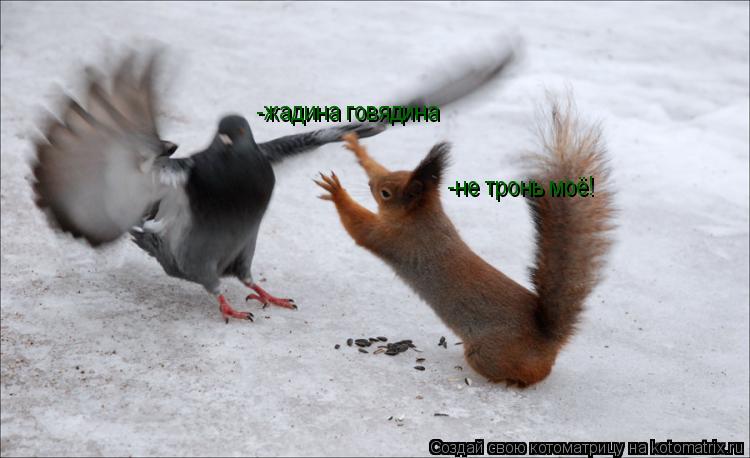 Котоматрица: -не тронь моё! -жадина говядина