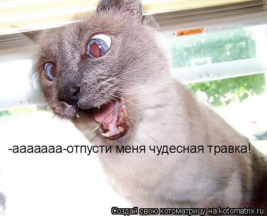 Котоматрица: -ааааааа-отпусти меня чудесная травка!