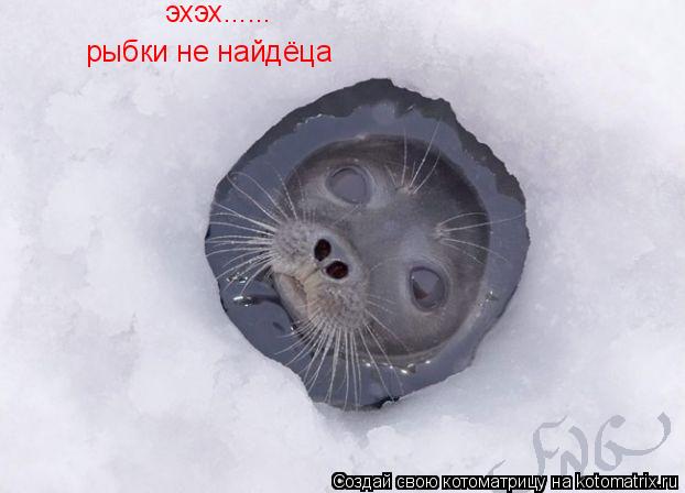 Котоматрица: эхэх...... рыбки не найдёца