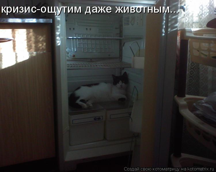 Котоматрица: кризис-ощутим даже животным...