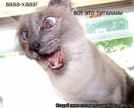 Котоматрица: вааа-хааа! вот это титкииии