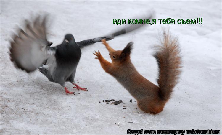 Котоматрица: иди комне,я тебя съем!!!
