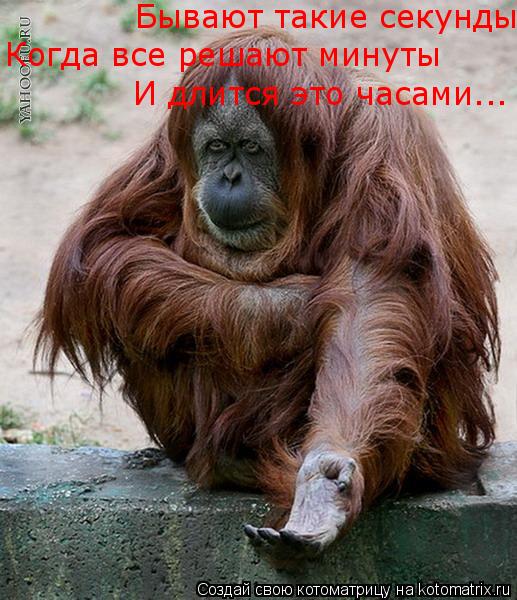 Котоматрица: Бывают такие секунды Когда все решают минуты И длится это часами...