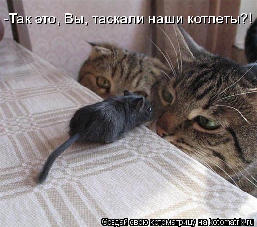 -Так это, Вы, таскали наши котлеты?!... Котоматрица: -Так это, Вы, таскали наши котлеты?!