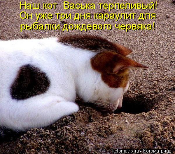Котоматрица: Наш кот  Васька терпеливый!  Он уже три дня караулит для  рыбалки дождевого червяка!