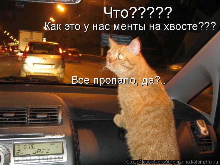 Котоматрица: Что????? Как это у нас менты на хвосте??? Все пропало, да?..