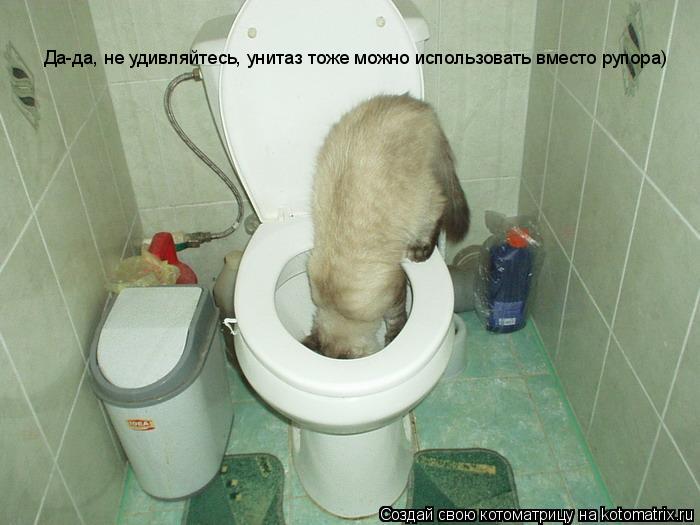 Да-да, не удивляйтесь, унитаз тоже можно использовать вместо рупора)... Котоматрица: Да-да, не удивляйтесь, унитаз тоже можно использовать вместо рупора)