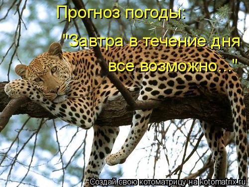 Котоматрица: Прогноз погоды:  "Завтра в течение дня  все возможно..."