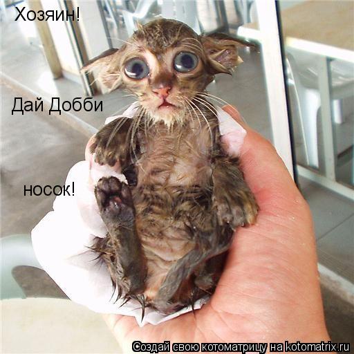Котоматрица: Хозяин! Дай Добби носок!