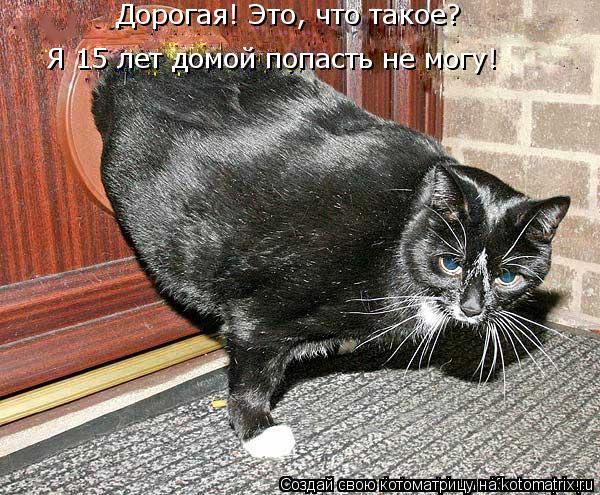 Котоматрица: Дорогая! Это, что такое? Я 15 лет домой попасть не могу!