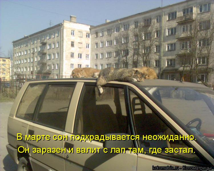 В марте сон подкрадывается неожиданно. Он заразен и валит с лап там, где застал.... Котоматрица: В марте сон подкрадывается неожиданно. Он заразен и валит с лап там, где застал.