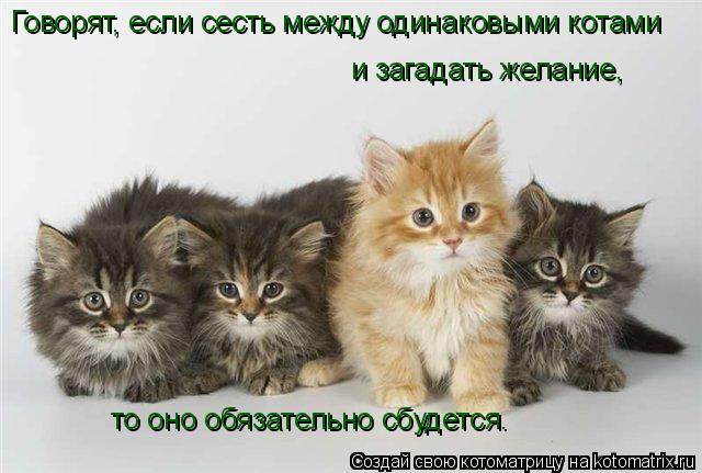 Котоматрица: Говорят, если сесть между одинаковыми котами  и загадать желание, то оно обязательно сбудется.