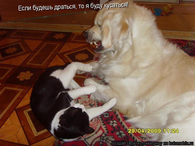 Котоматрица: Если будешь драться, то я буду кусаться!