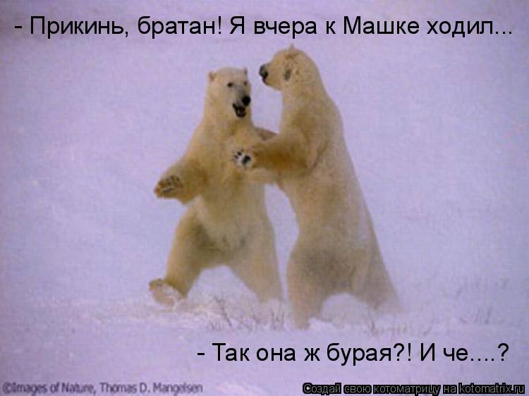 Котоматрица: - Прикинь, братан! Я вчера к Машке ходил... - Так она ж бурая?! И че....?