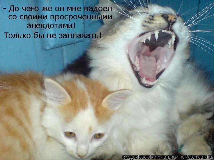 Котоматрица: - До чего же он мне надоел со своими просроченными анекдотами! Только бы не заплакать!