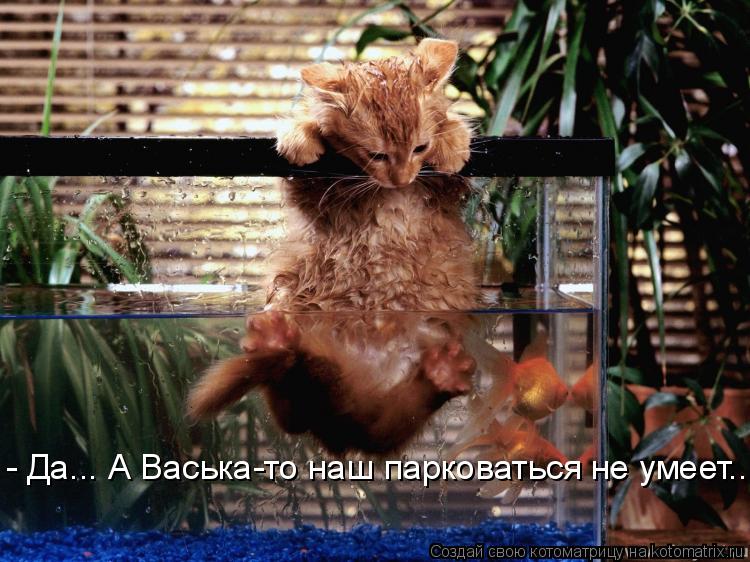 Котоматрица: - Да... А Васька-то наш парковаться не умеет....