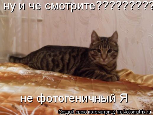 Котоматрица: ну и че смотрите???????????? не фотогеничный Я