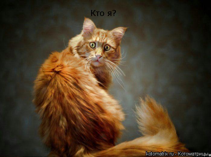 Котоматрица: Кто я?